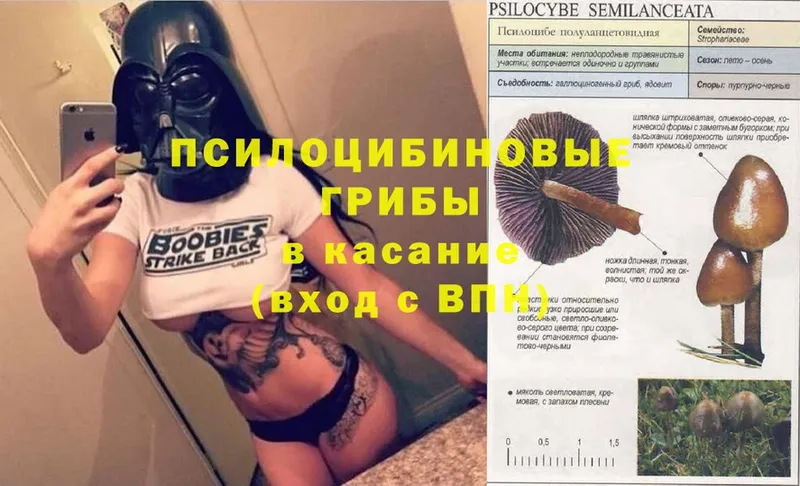 Галлюциногенные грибы GOLDEN TEACHER  где найти наркотики  blacksprut зеркало  Батайск 